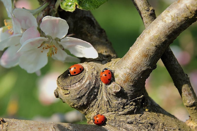 Ladybug in Garden
